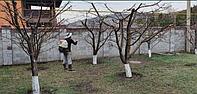 Обработка сада от клещей, вредителей и болезней
