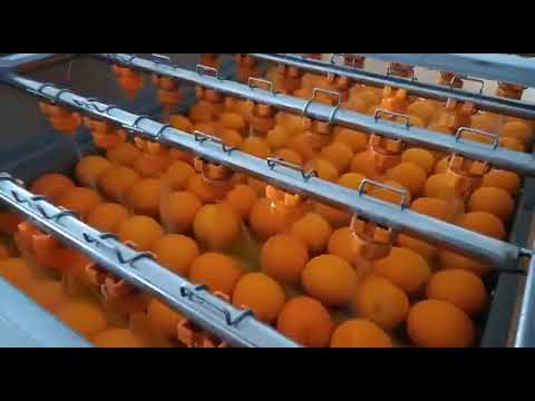 Конвейер сушки фруктов путем обдува теплым воздухом1