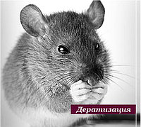 Дератизация1
