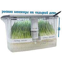 RAWMID Микроферма RAWMID Dream Sprouter SDM-02 прозрачная (проращиватель и выращиватель)9